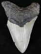 Bargain Megalodon Tooth - North Carolina #21706-1